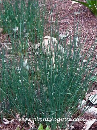 THese clumps are slowly starting to spread.